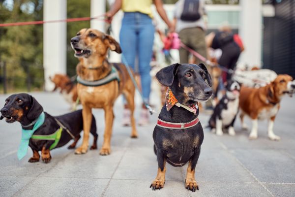 Rockville Pets