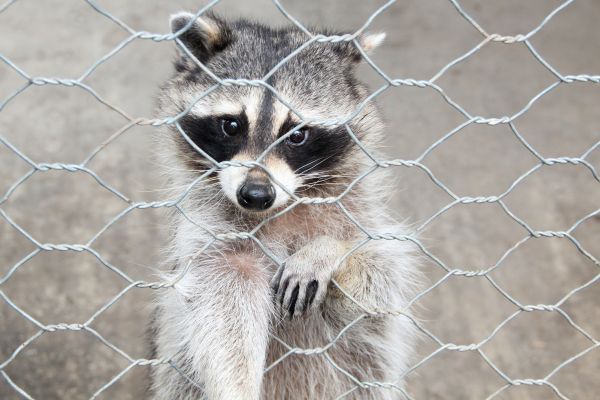 Rockville Wildlife Removal