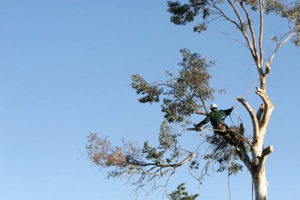 Rockville Tree Trimming